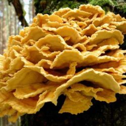 Chicken of the woods recipe