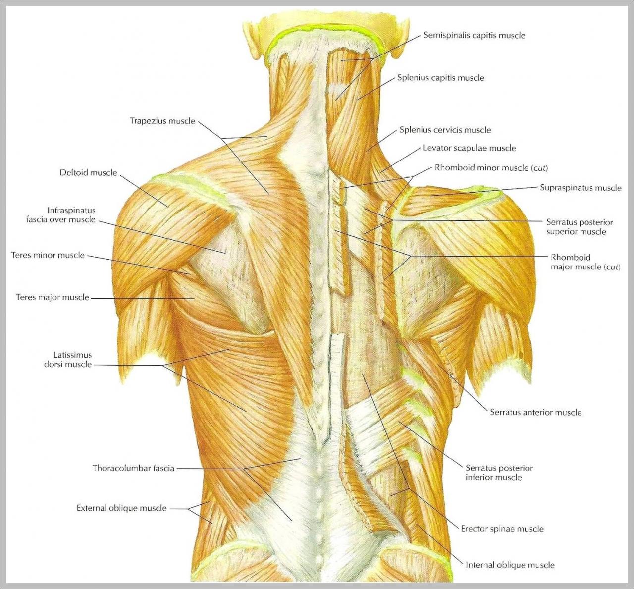 Muscles photodisc medioimages